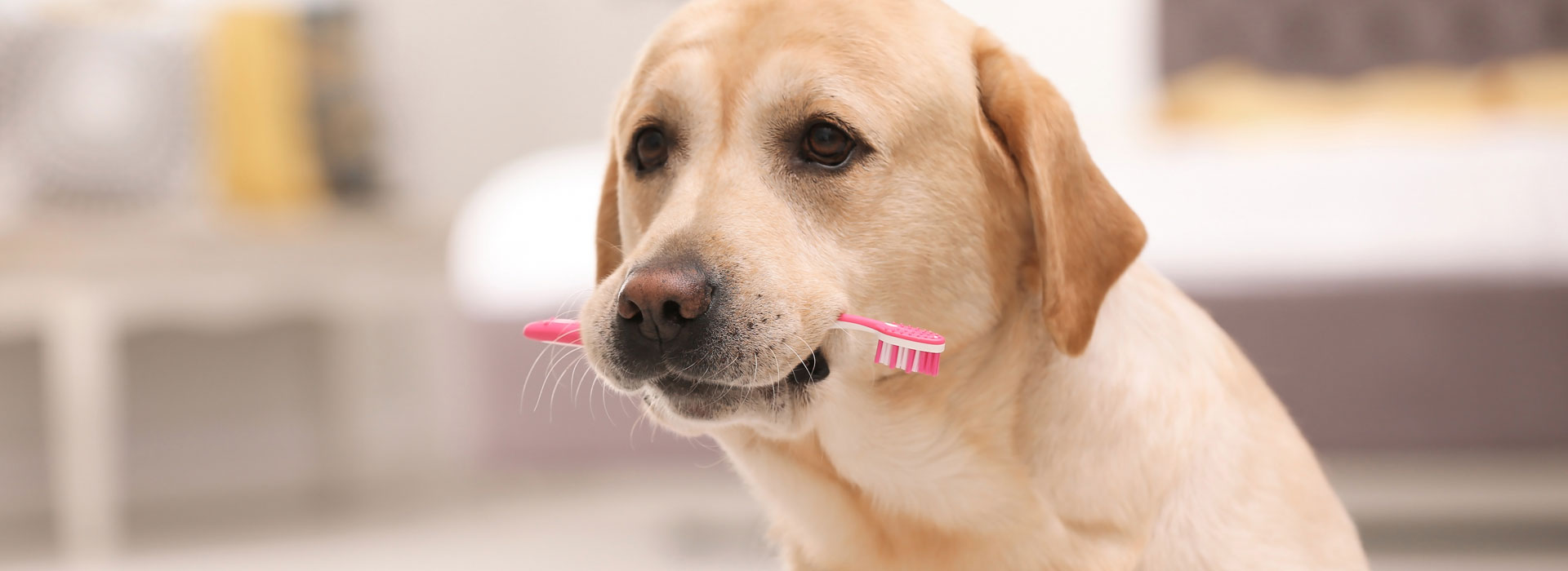 Pet Dentistry Near Me Expert Care for Your Furry Friends