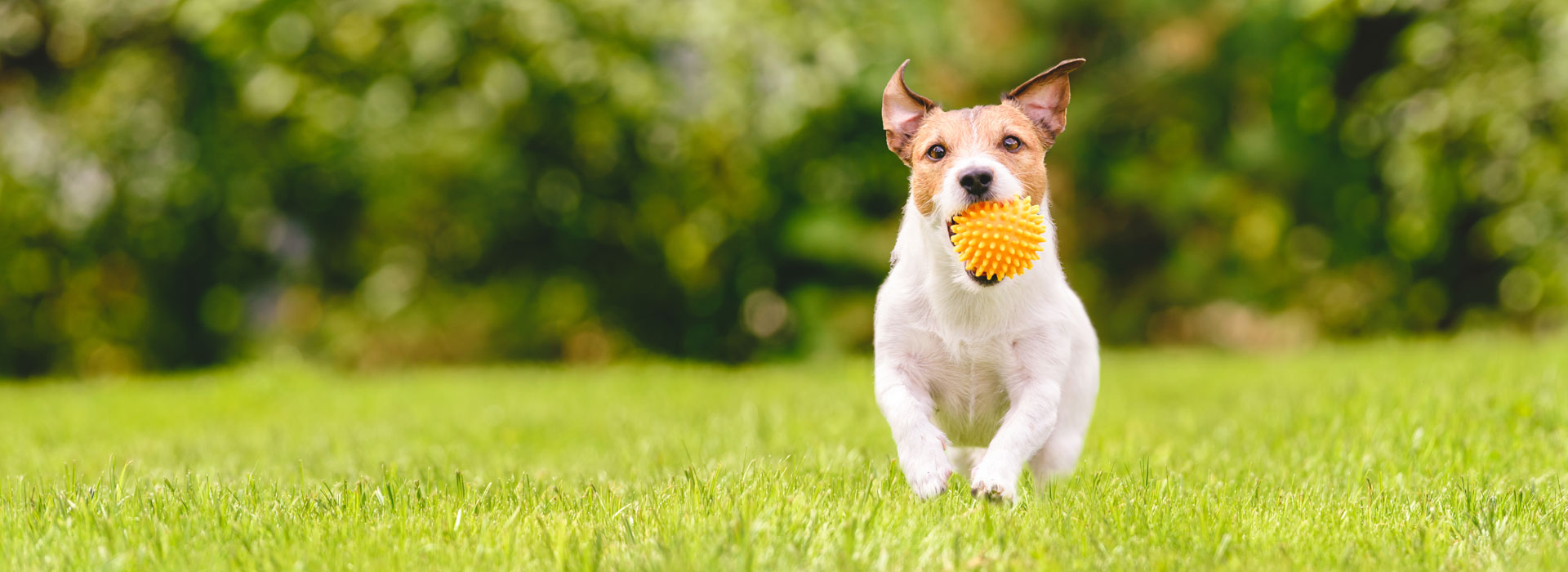 Appointment Request Takoma Park, MD Takoma Park Animal Clinic