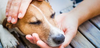 tips-for-diaagnosing-managing-pain-in-pets-banner-new