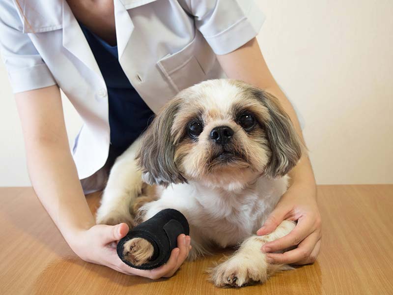 tips-for-diagnosing-managing-pain-in-pets-strip5