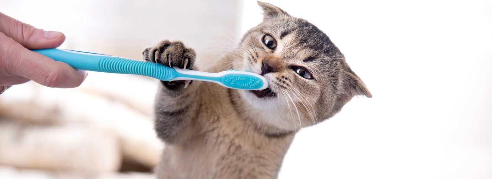 caring-for-your-pets-oral-hygiene-at-home-banner