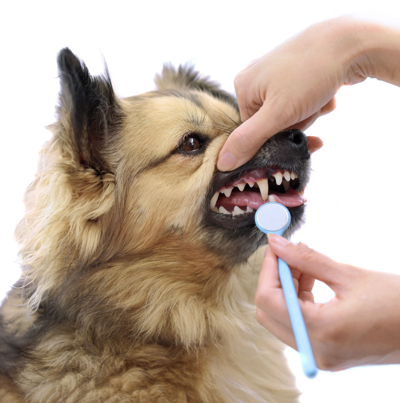 caring-for-your-pets-oral-hygiene-at-home-strip2