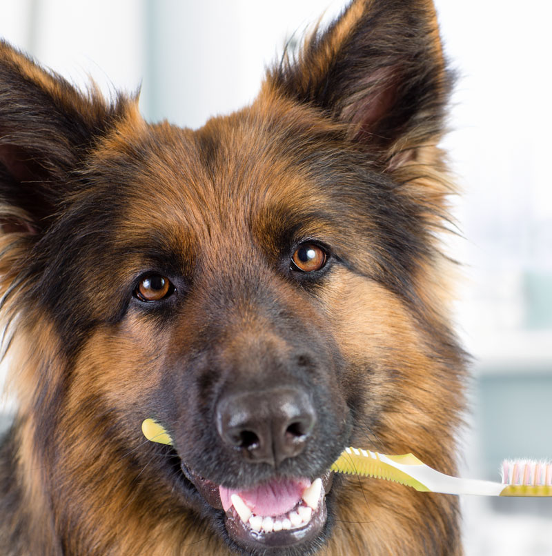 caring-for-your-pets-oral-hygiene-at-home-strip3