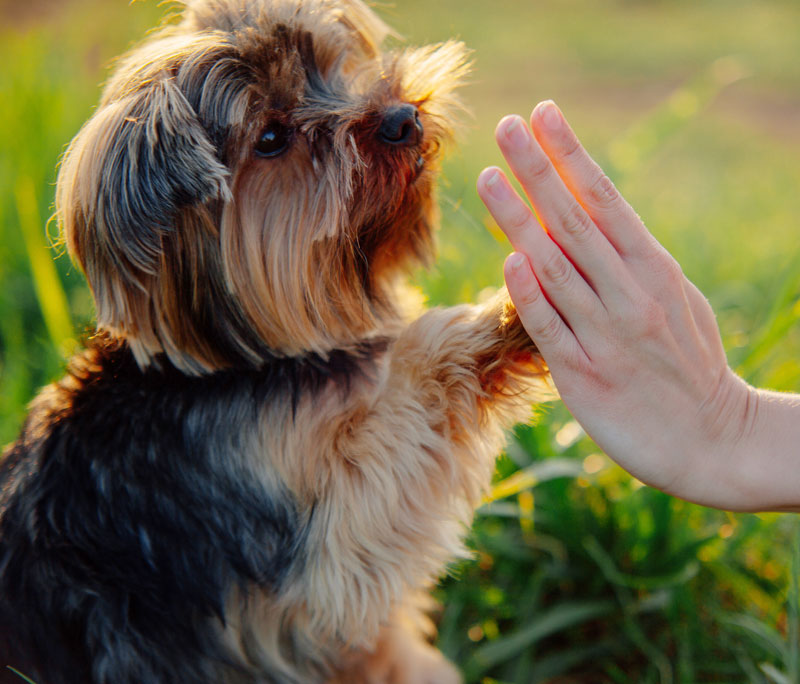 training-your-dog-101-tips-and-tricks-for-a-well-behaved-pup-strip2