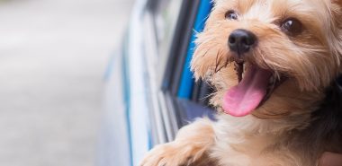 summer-safety-tips-for-pet-owners-keeping-your-furry-friends-happy-and-healthy-banner