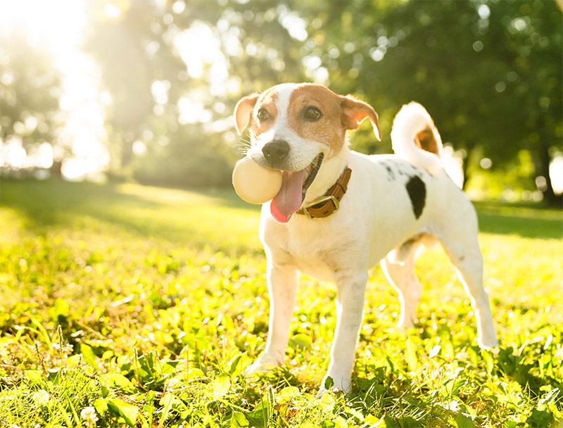 summer-safety-tips-for-pet-owners-keeping-your-furry-friends-happy-and-healthy-strip4